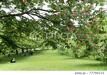 ベニバナトチノキ 77799133