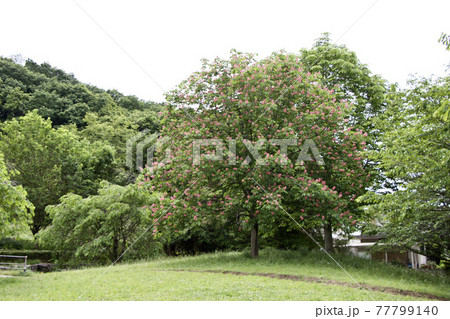 ベニバナトチノキ 77799140