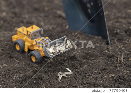 ヒマワリの種を撒くホイールローダー 77799403