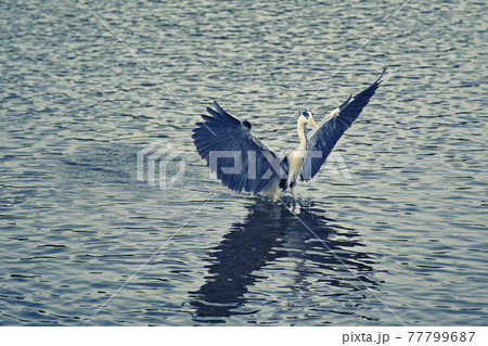 鴨川の白鷺 77799687