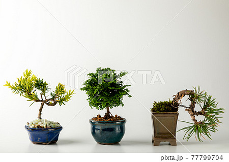 白背景のミニ盆栽 白背景のミニ盆栽 77799704