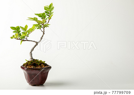 白背景のミニ盆栽 白背景のミニ盆栽 77799709