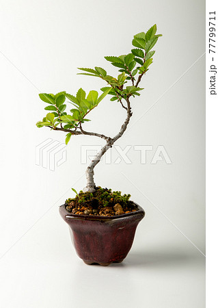白背景のミニ盆栽の写真素材