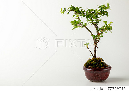 白背景のミニ盆栽 77799755
