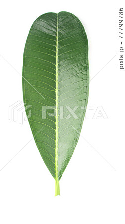 green lelawadee leaf isolated on white background green lelawadee leaf isolated on white background 77799786