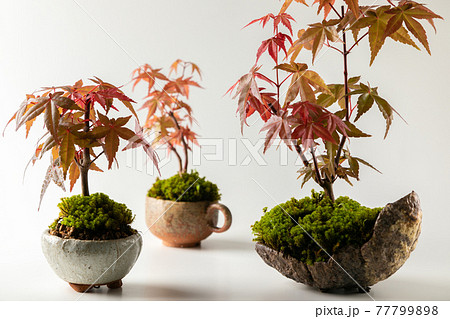 白背景のミニ盆栽 77799898