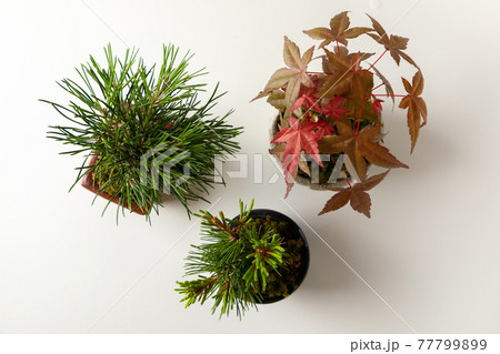 白背景のミニ盆栽 77799899