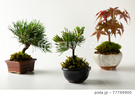 白背景のミニ盆栽 77799900