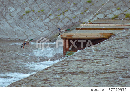 鴨川で飛ぶ鴨 鴨川で飛ぶ鴨 77799935
