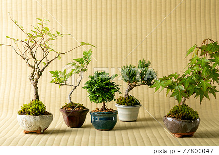 畳背景のミニ盆栽 畳背景のミニ盆栽 77800047