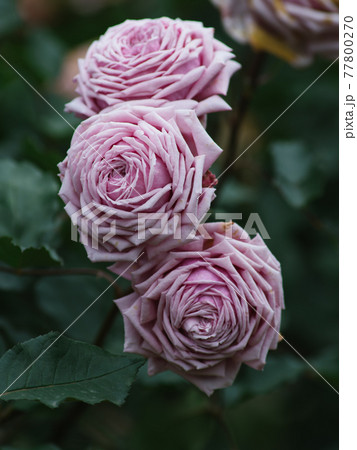 薄いピンク色のバラの花 薄いピンク色のバラの花 77800270