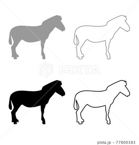 Zebra stand Animal standing silhouette grey black Zebra stand Animal standing silhouette grey black 77800383