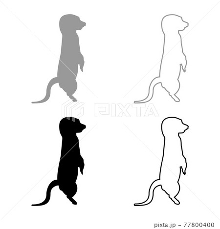Meerkat in pose Suricata Suricatta silhouette  77800400