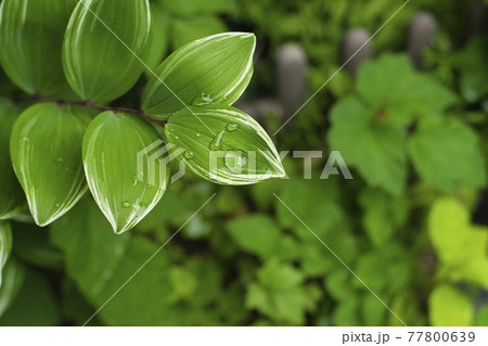 クマザサの梅雨 クマザサの梅雨 77800639