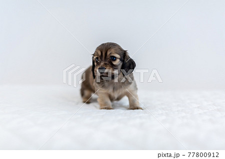 仔犬 カニンヘンダックスフンド 仔犬 カニンヘンダックスフンド 77800912