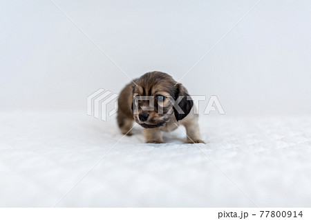 仔犬 カニンヘンダックスフンド 仔犬 カニンヘンダックスフンド 77800914