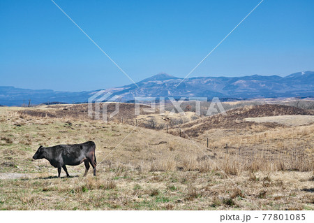 【放牧中の牛】 熊本県阿蘇市 77801085