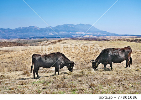 【放牧中の牛】 熊本県阿蘇市 77801086