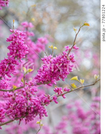 ハナズオウ 77801224