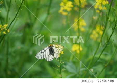 菜の花の蜜を吸うウスバシロチョウ 菜の花の蜜を吸うウスバシロチョウ 77801480