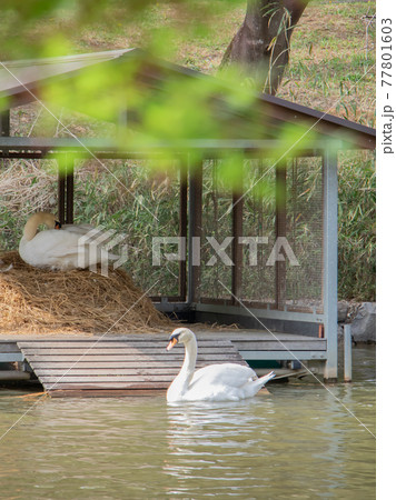 白鳥の家 白鳥の家 77801603