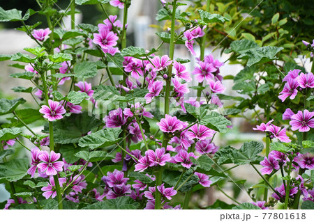 ゼニアオイ（銭葵） 77801618