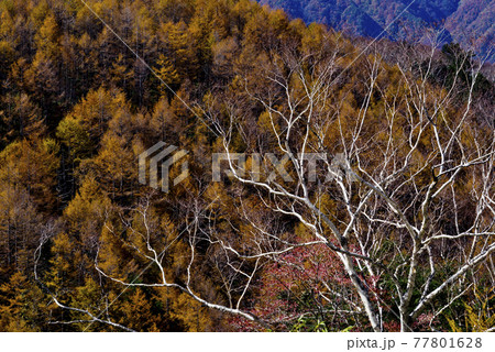 ダケカンバとカラマツの紅葉 ダケカンバとカラマツの紅葉 77801628