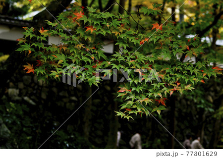 秋の始まり 秋の始まり 77801629