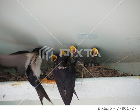子育て中のツバメの家族 77801727
