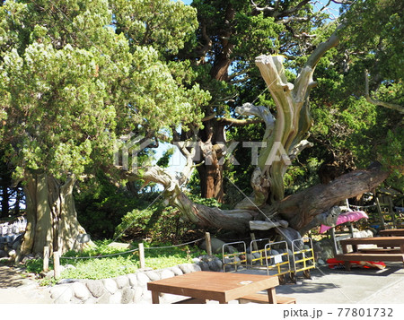 大瀬崎のビャクシン 77801732