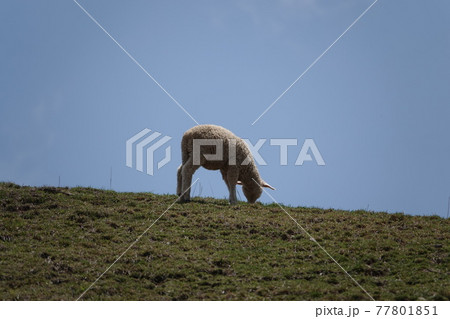 家畜 放牧 動物 77801851