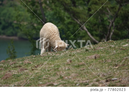 動物 草原 食べ 77802023