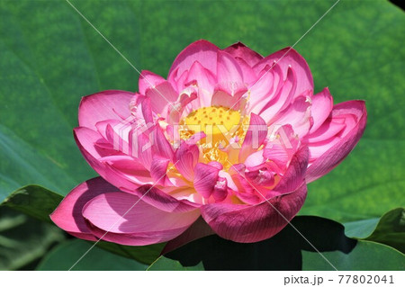 鎮座するハスの花托や小宇宙 77802041