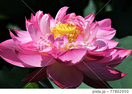 花びらが幾重にも重なる八重咲きのハスの写真素材