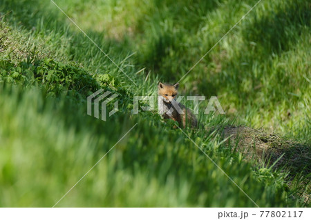 子ぎつね 子ぎつね 77802117