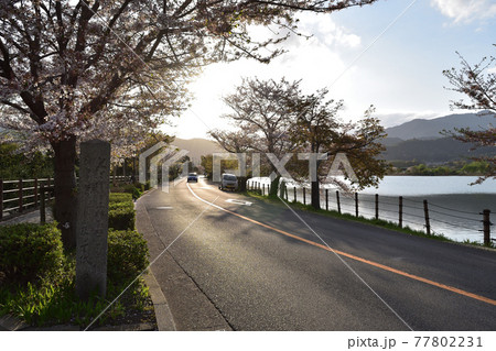京都嵯峨野の広沢の池と府道29号の桜並木 77802231