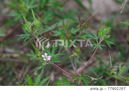 アメリカフウロ アメリカフウロ 77802267