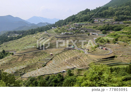 丸山千枚田 77803091