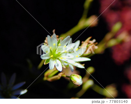 富士山のイワツメクサ 77803140