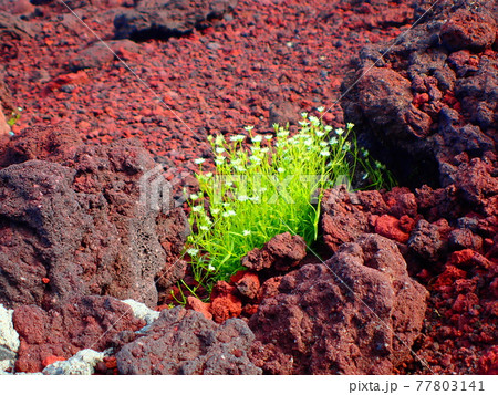 富士山のイワツメクサ 77803141