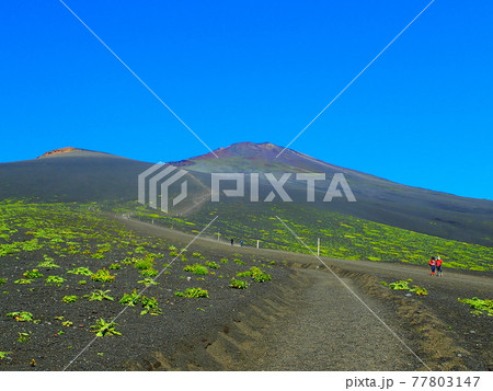 御殿場ルートから見る富士山 77803147