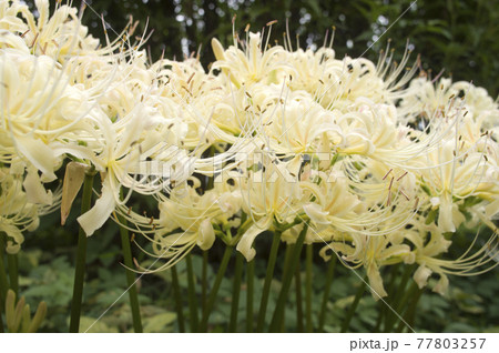 シロバナマンジュシャゲの白い花が咲いています。学名はLycoris albifloraです。 77803257