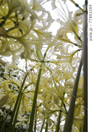 シロバナマンジュシャゲの白い花が咲いています。学名はLycoris albifloraです。 77803264