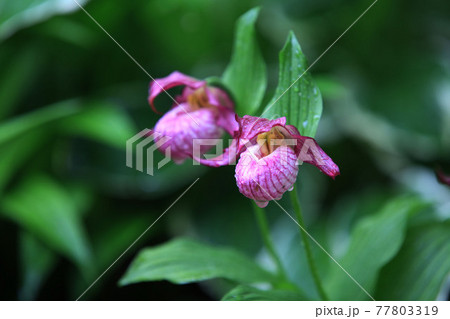 花 植物 水滴 77803319