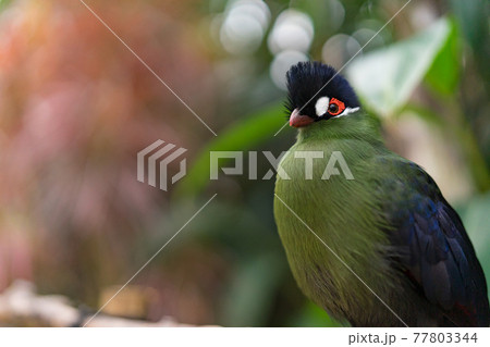 エボシドリ エボシドリ 77803344