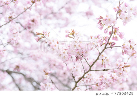 満開の桜 同時撮影の動画素材あり の写真素材