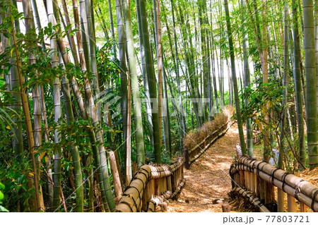 東京都東久留米市 竹林公園 散策 東京都東久留米市 竹林公園 散策 77803721