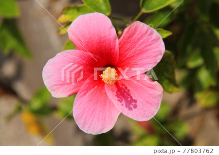沖縄 ピンクのかわいいハイビスカス 真正面の写真素材