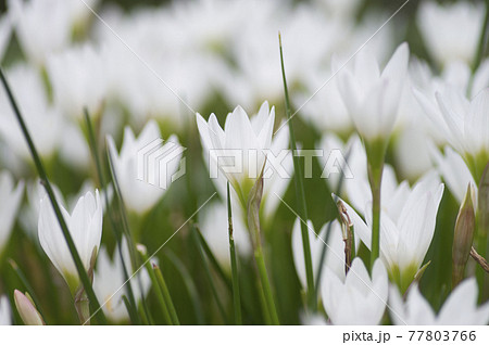 公園にタマスダレの白い花が咲いています。学名はZephyranthes candidaです。 77803766