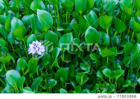 ホテイアオイの花の写真素材